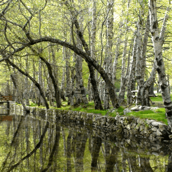 DÃO AND LAFÕES Region